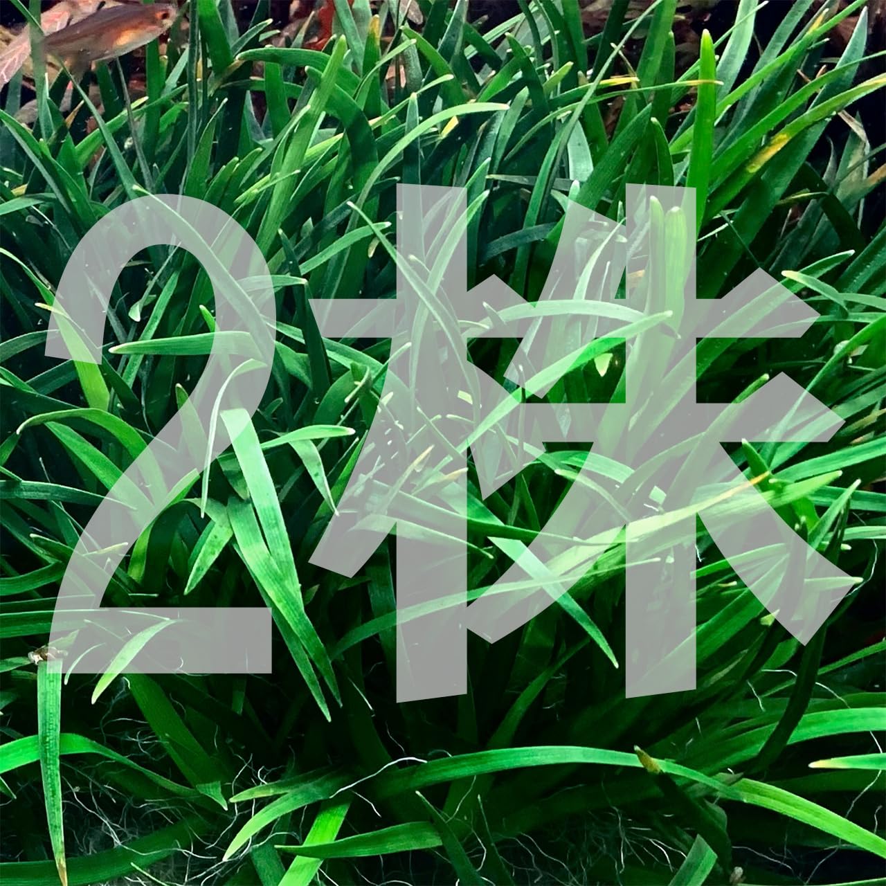 Amazon.co.jp: 水草 水中葉 無農薬 ホシクサ sp. クチ (エリオカウロン